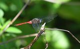 Fiery Skimmer (Orthetrum villosovittatum)