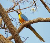 #53 Blue-and-yellow Macaw_5438.jpg