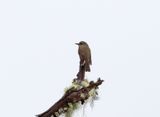 Santa Marta Bush-Tyrant_3659.jpg