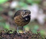 Scaled Antpitta_8978.jpg