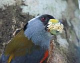 Toucan Barbet_9306.jpg