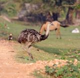 Greater Rhea_7363.jpg