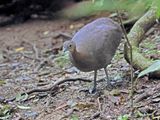 Solitary Tinamou_5023.jpg