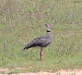 Southern Screamer_8413.jpg