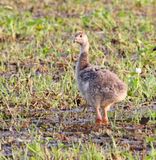 Southern Screamer - chick_0583.jpg