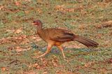 Chaco Chachalaca_0533.jpg