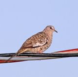 Scaled Dove_0491.jpg