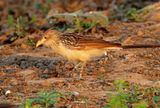 Guira Cuckoo_0470.jpg