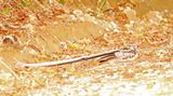 Long-trained Nightjar_5147.jpg