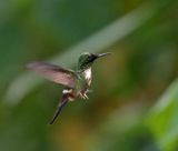Festive Coquette - male_5219.jpg