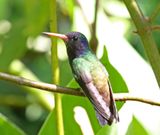 White-chinned Sapphire - male_4958.jpg