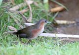 Rufous-sided Crake_4977.jpg