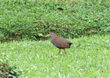Slaty-breasted Wood Rail_4116.jpg