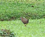 Slaty-breasted Wood Rail_4123.jpg