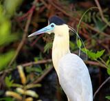 Capped Heron_2030.jpg