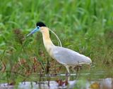 Capped Heron_9214.jpg