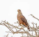Savanna Hawk_1158.jpg
