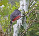Surucua Trogon - female_4152.jpg