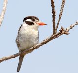 White-eared Puffbird_2929.jpg