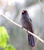 Black-fronted Nunbird_1254.jpg