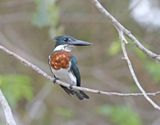 Amazon Kingfisher - male_8810.jpg