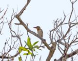 Spot-backed Puffbird_8357.jpg