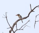 Spot-backed Pufffbird_8383.jpg
