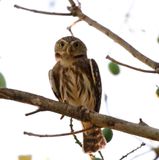 Ferruginous Pygmy Owl_8877.jpg