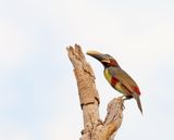 Chestnut-eared Aracari_7672.jpg