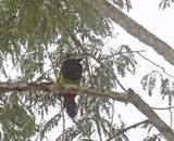 Spot-billed Toucanet_4417.jpg