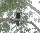 Spot-billed Toucanet_4421.jpg