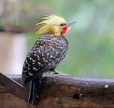Blond-crested Woodpecker - male_3370.jpg