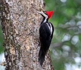 Lineated Woodpecker - female_2699.jpg