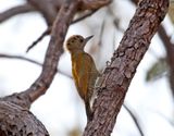 Little Woodpecker - female_6856.jpg
