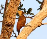 Pale-crestd Woodpecker -  female_8149.jpg