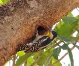 White-fronted Woodpecker - female_8455.jpg