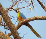 Blue-and-yellow Macaw_6774.jpg