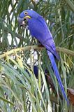 Hyacinth Macaw_9241.jpg
