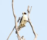 Laughing Falcon_1635.jpg