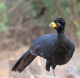 Bare-faced Curassow - male_2587.jpg