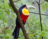 Red-breasted Toucan_4015.jpg