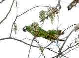 Golden-collared Macaw_1191.jpg