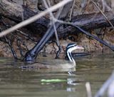 Sungrebe_8584.jpg