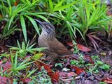 White-throated Woodcreeper_3495.jpg