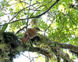 Scalloped Woodcreeper_5355.jpg