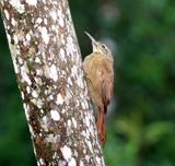 Planalto Woodcreeper_3590.jpg