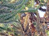 Araucaria Tit-Spinetail_5669.jpg