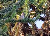 Araucaria Tit-Spinetail_5671.jpg
