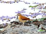 Pale-legged Hornero_1397.jpg