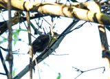 White-collared Foliage-gleaner_5365.jpg